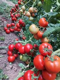 Early Red Tomato Vegetable Seeds for Planting – Heirloom & Non-GMO Classic Fast-Growing Tomato Seeds