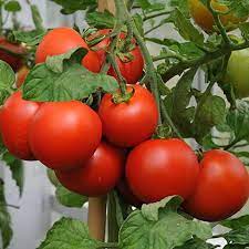 Early Red Tomato Vegetable Seeds for Planting – Heirloom & Non-GMO Classic Fast-Growing Tomato Seeds
