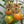Yellow Orange Tomato Vegetable Seeds for Planting – Heirloom & Non-GMO Garden Seeds for Colorful Salad Harvests