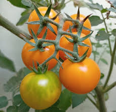 Yellow Orange Tomato Vegetable Seeds for Planting – Heirloom & Non-GMO Garden Seeds for Colorful Salad Harvests