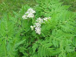Green Cicely Plant Seeds for Planting – Heirloom & Non-GMO Herb Seeds for Shady Gardens & Culinary