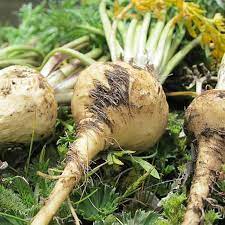 Maca Vegetable Seeds for Planting – Heirloom & Non-GMO Garden Seeds for Nutritious Root Herb