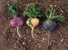 Maca Vegetable Seeds for Planting – Heirloom & Non-GMO Garden Seeds for Nutritious Root Herb
