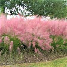 Purple Hairawn Muhly Plant Seeds for Planting – Heirloom & Non-GMO Ornamental Grass Seeds for Landscape Accents