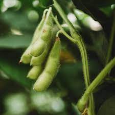 Edamame Vegetable Seeds for Planting – Heirloom & Non-GMO Garden Seeds for Protein-Rich Home Harvests