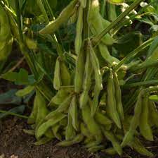 Edamame Vegetable Seeds for Planting – Heirloom & Non-GMO Garden Seeds for Protein-Rich Home Harvests