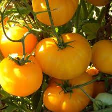 Yellow Tomato Vegetable Seeds for Planting – Heirloom & Non-GMO Garden Seeds for Juicy Homegrown Tomatoes