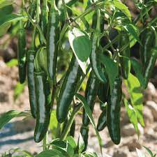 Jumbo Jalapeño Seeds for Planting – Heirloom, Non-GMO, Organic Garden Seeds, High Germination, Large Peppers with Medium Heat