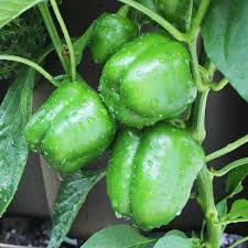 Green Plaza Pepper Vegetable Seeds for Planting – Heirloom & Non-GMO Seeds for Sweet, Crisp Salad Peppers