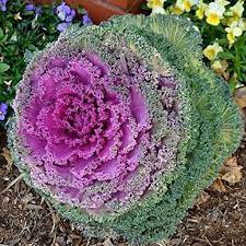 Pink Kale Vegetable Seeds for Planting – Heirloom & Non-GMO Garden Seeds for Nutritious, Colorful Greens