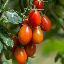 Roma Plum Tomato Vegetable Seeds for Planting – Heirloom & Non-GMO Garden Seeds for Sauces & Canning