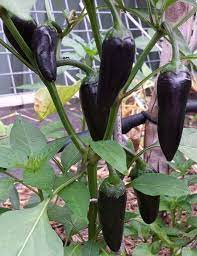 Samen-Schmecken Vegetable Seeds for Planting – Heirloom & Non-GMO Garden Seeds for Unique Vegetable Variety