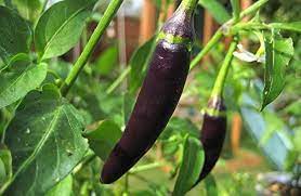 Black Chili Seeds for Planting – Heirloom, Non-GMO, High Germination, Intense Heat & Deep Color