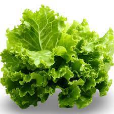 White Green Lettuce Vegetable Seeds for Planting – Heirloom & Non-GMO Garden Seeds for Crisp Salad Greens