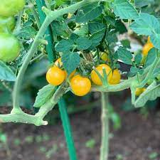 Yellow Tomato Vegetable Seeds for Planting – Heirloom & Non-GMO Garden Seeds for Sweet Summer Harvests