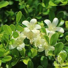 Green Murraya Plant Seeds for Planting – Heirloom & Non-GMO Seeds for Fragrant Garden Borders