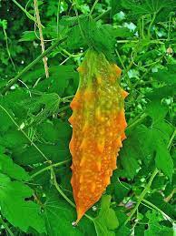 Momordica Vegetable Seeds for Planting – Heirloom & Non-GMO Garden Seeds for Versatile Home Growing