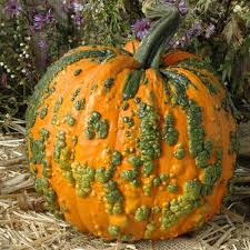 Warty Pumpkin Vegetable Seeds for Planting – Heirloom & Non-GMO Garden Seeds for Edible & Ornamental Use