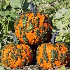 Warty Pumpkin Vegetable Seeds for Planting – Heirloom & Non-GMO Garden Seeds for Edible & Ornamental Use