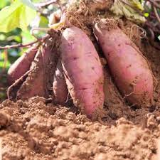 Pink Batatas Potato Vegetable Seeds for Planting – Heirloom & Non-GMO Garden Seeds for Sweet Tubers