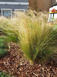 Green Tenuissima Plant Seeds for Planting – Heirloom & Non-GMO Seeds for Fine-Textured Ornamental Foliage