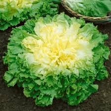 Green Endive Vegetable Seeds for Planting – Heirloom & Non-GMO Garden Seeds for Crisp Gourmet Greens