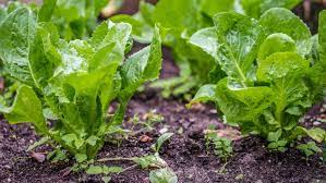 Green Endive Vegetable Seeds for Planting – Heirloom & Non-GMO Garden Seeds for Crisp Gourmet Greens