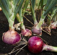 Onion Vegetable Seeds for Planting – Heirloom & Non-GMO Garden Seeds, Staple Bulbs for Everyday Cooking