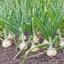 Onion Vegetable Seeds for Planting – Heirloom & Non-GMO Garden Seeds, Staple Bulbs for Everyday Cooking