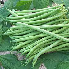 Green Bush Bean Vegetable Seeds for Planting – Heirloom & Non-GMO Garden Seeds, Crisp Homegrown Legumes