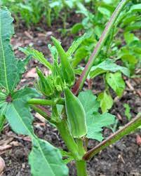 Green Clemson Okra Vegetable Seeds for Planting – Heirloom & Non-GMO Seeds for Warm-Weather Gardens