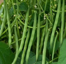 Bush Bean Seeds for Planting – High Yield, Non-GMO Vegetable Seeds for Home Garden and Backyard Farming