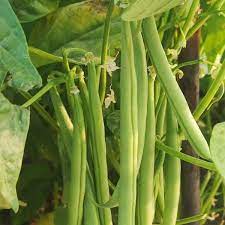 Green Bush Bean Vegetable Seeds for Planting – Heirloom & Non-GMO Seeds for Crisp Pods and High Yields