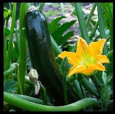 ActrovaX Green Zucchini Squash Seeds for Planting – Heirloom & Non-GMO Vegetable Seeds for High-Yield Gardens