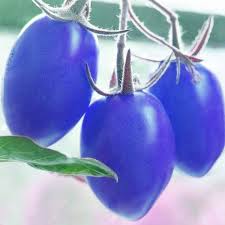 Sky Blue Tomato Seeds for Planting – Heirloom &amp; Non-GMO Vegetable Seeds for Colorful Garden Harvests