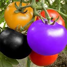 Sky Blue Tomato Seeds for Planting – Heirloom &amp; Non-GMO Vegetable Seeds for Colorful Garden Harvests