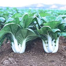 Green Pak Choi Vegetable Seeds for Planting – Heirloom & Non-GMO Seeds for Asian Stir-Fry Gardens