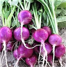 Purple Radish Vegetable Seeds for Planting – Heirloom &amp; Non-GMO Seeds for Crisp, Colorful Salads