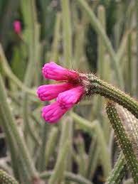 Arrojadoa Penicillata Seeds for Planting – Heirloom & Non-GMO Seeds for Rare Cactus Enthusiasts