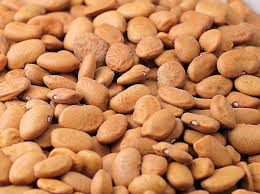 Brown Tepary Bean Seeds for Planting – Heirloom & Non-GMO Seeds for Drought-Tolerant Protein-Rich Harvests