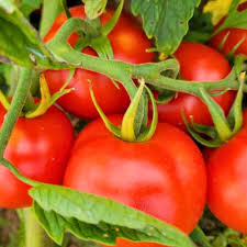 Red Siberian Tomato Seeds for Planting – Heirloom & Non-GMO Seeds for Cold-Climate Garden Tomatoes