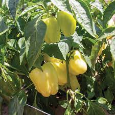 Hot Pepper Vegetable Seeds for Planting – Heirloom & Non-GMO Garden Seeds for Spice Lovers