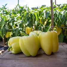 Bell Pepper Seeds for Planting – Heirloom, Non-GMO, Crisp & Flavorful Veggies – Organic Garden Seeds