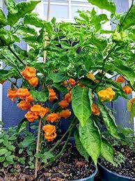 Yellow Jamaicano Vegetable Seeds for Planting – Heirloom & Non-GMO Garden Seeds for Vibrant Plots