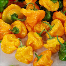 Yellow Jamaicano Vegetable Seeds for Planting – Heirloom & Non-GMO Garden Seeds for Vibrant Plots