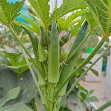 Lady Finger (Okra) Seeds for Planting – Heirloom & Non-GMO Vegetable Seeds for Tender Pod Harvests