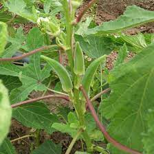 Lady Finger (Okra) Seeds for Planting – Heirloom & Non-GMO Vegetable Seeds for Tender Pod Harvests