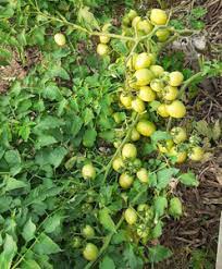 Green Tomato Seeds for Planting – Heirloom & Non-GMO Vegetable Seeds for Tangy Pickling Tomatoes