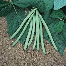 Stringless Bean Vegetable Seeds for Planting - Tender Pods, Heirloom, Non-GMO Organic Garden Seeds for Easy Harvesting