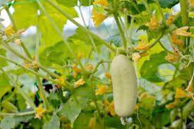 Light Green Cucumber Vegetable Seeds for Planting – Heirloom & Non-GMO Garden Seeds for Crisp, Refreshing Harvests